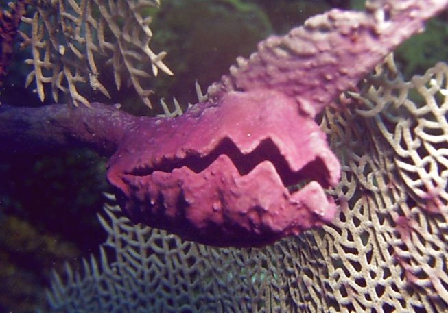 Click picture to return to Bahamas Underwater Pictures page.