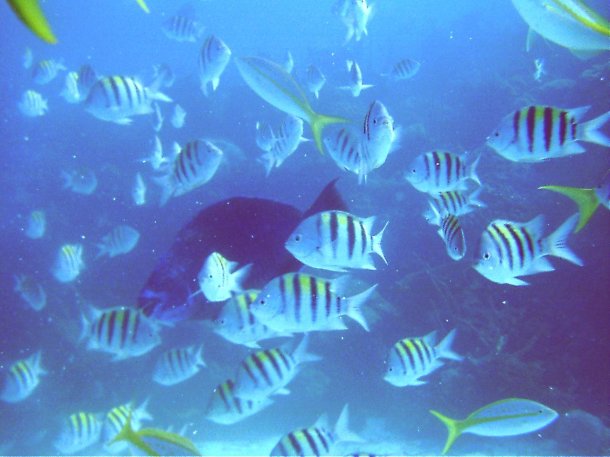 Click picture to return to Bahamas Underwater Pictures page.
