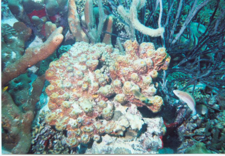 click picture to go back to Bonaire Pictures page.