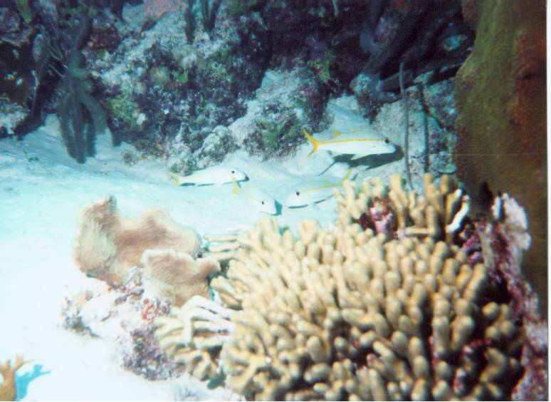 Click pic to return to Bonaire Pictures page.