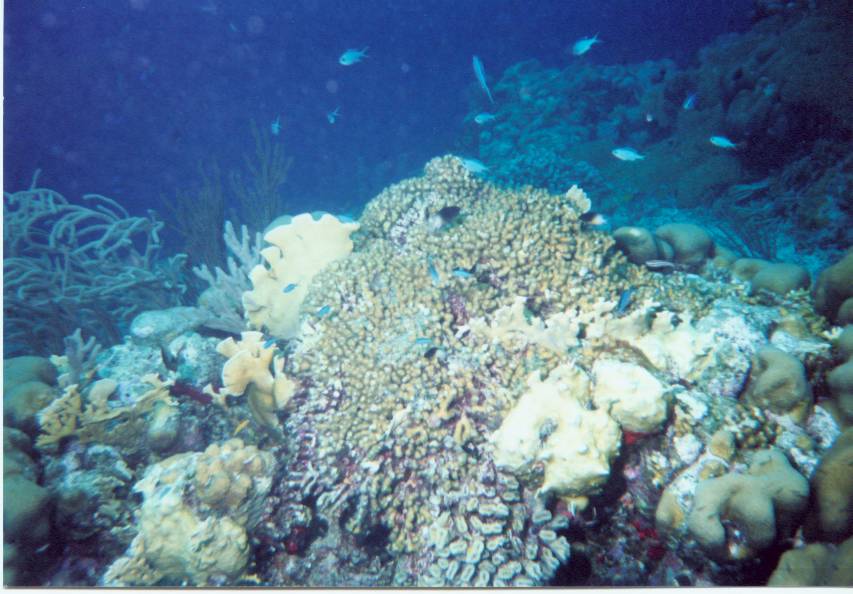 Click pic to return to Bonaire Pictures page.
